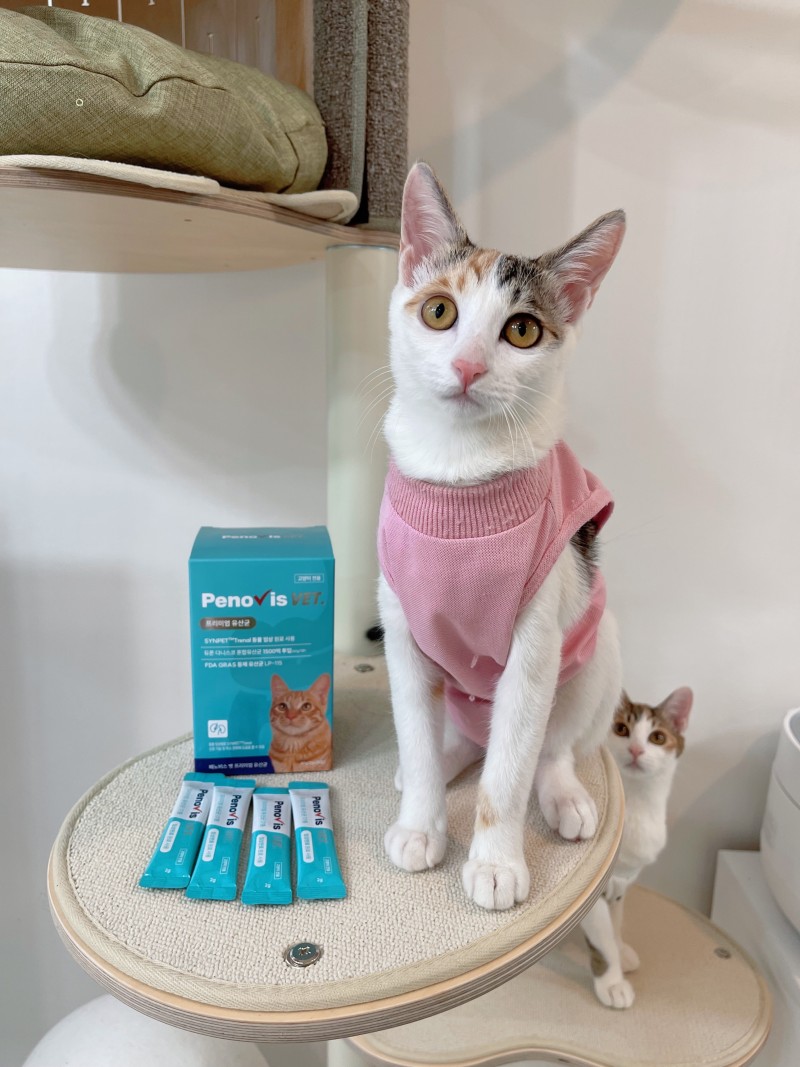 고양이유산균 페노비스 변비 설사 면역력 임상원료 신장영양제 30포, 1개