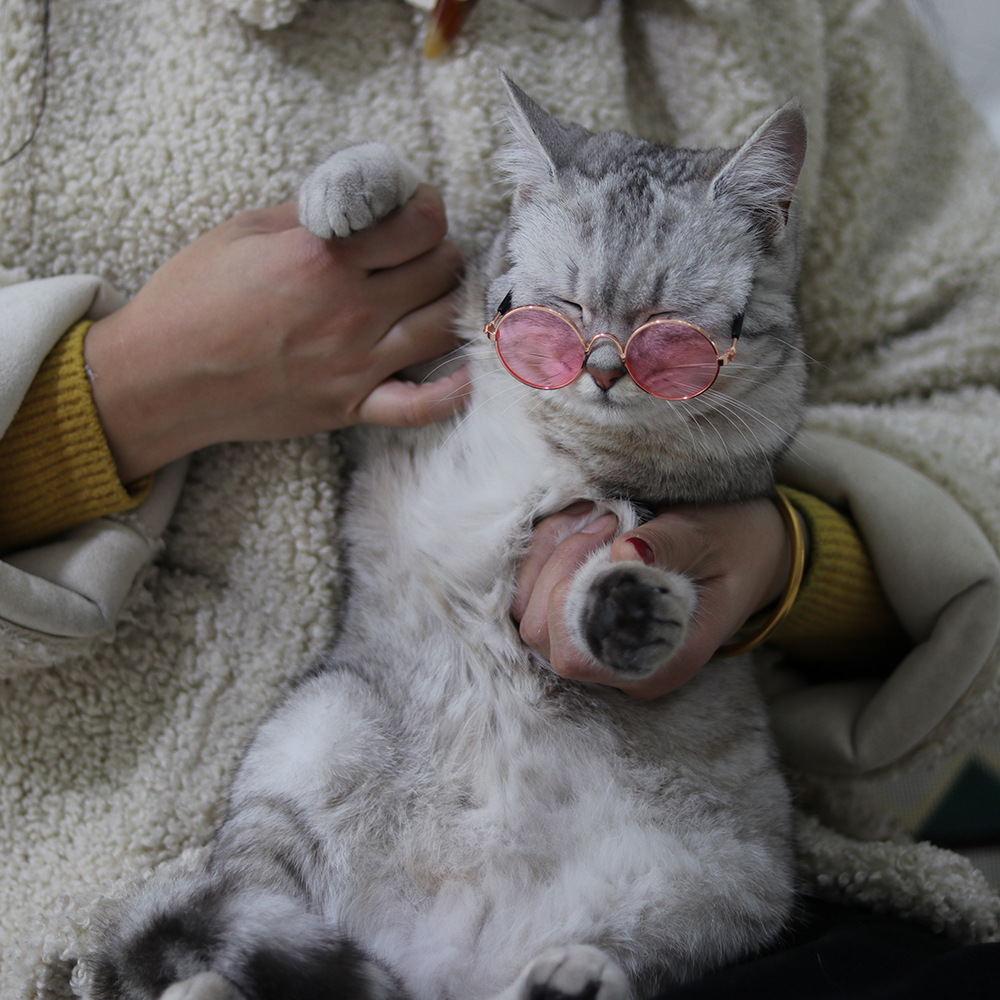 다묘집사 고양이 기본 안경 - 상세 이미지 2