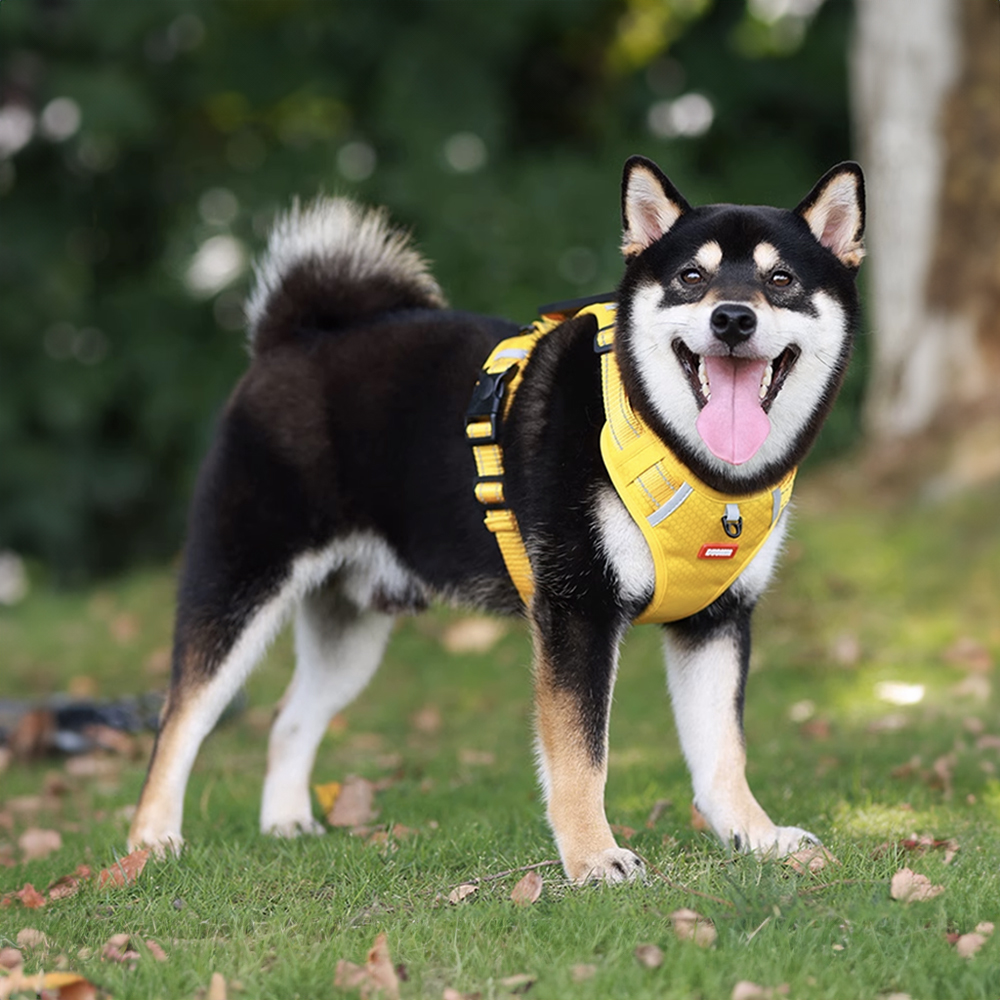 뽈뽈 초경량 옥스포드 소형견 중형견 대형견 손잡이 하네스