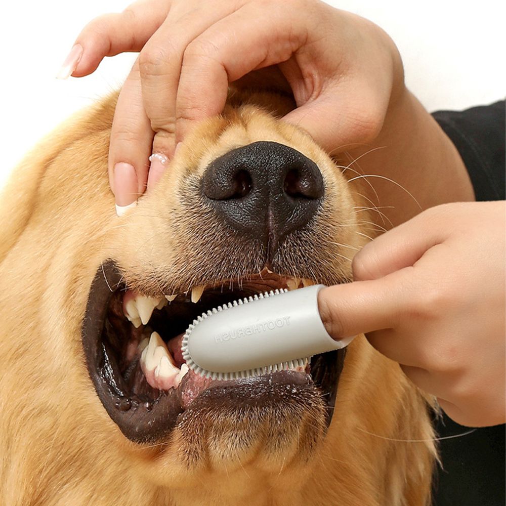 강아지 손가락칫솔 실리콘 애견 양치 칫솔 입냄새제거 4개