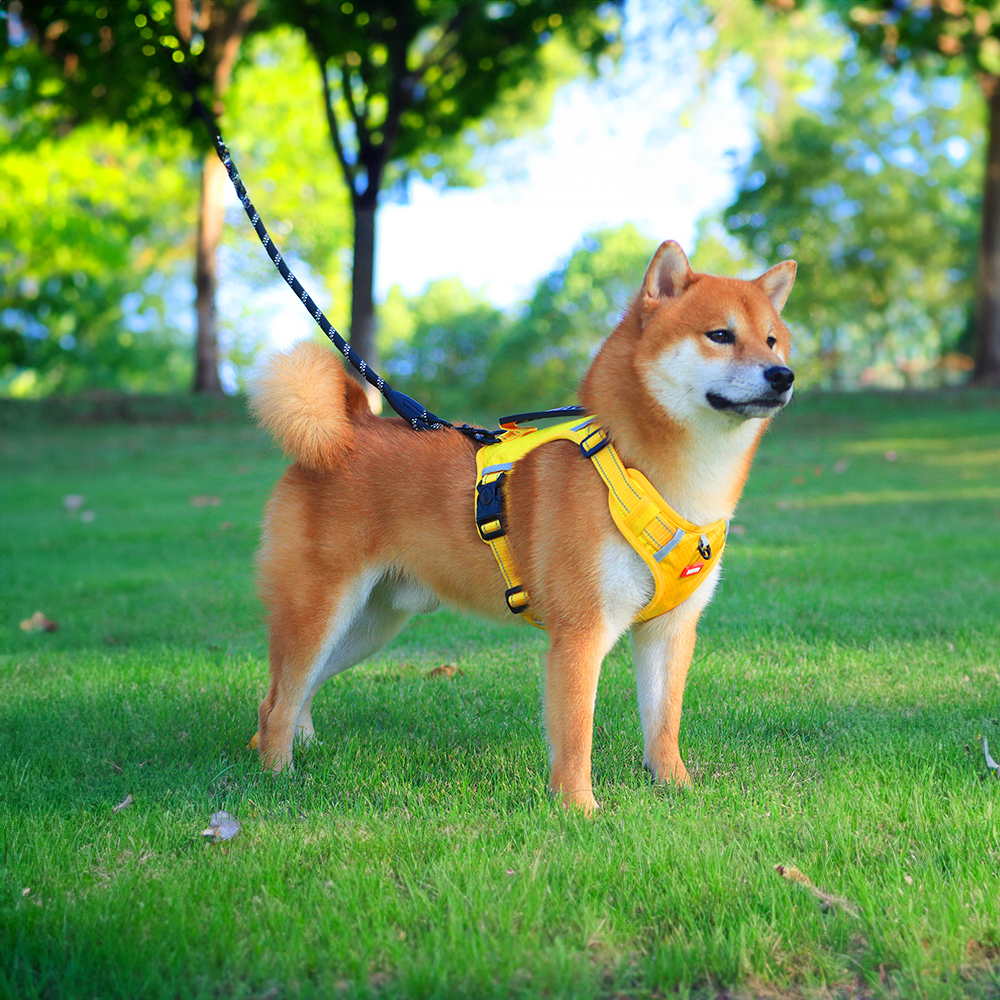뽈뽈 초경량 옥스포드 소형견 중형견 대형견 손잡이 하네스