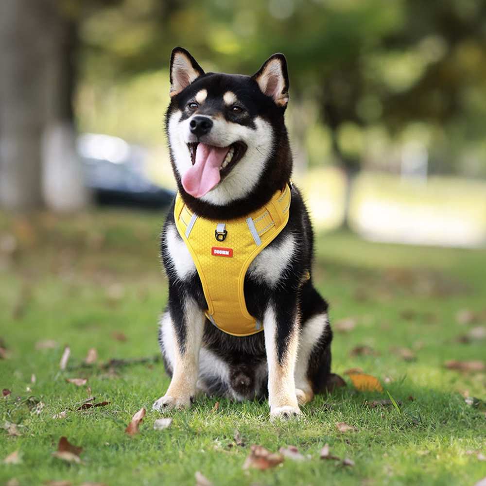 뽈뽈 초경량 옥스포드 소형견 중형견 대형견 손잡이 하네스