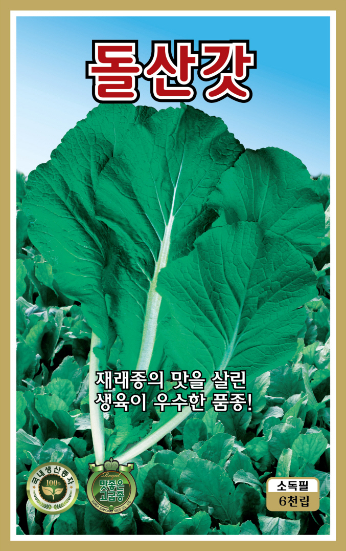 얼청갓 씨앗 종자 6000립 국내채종 갓 씨 - 상세 이미지 5