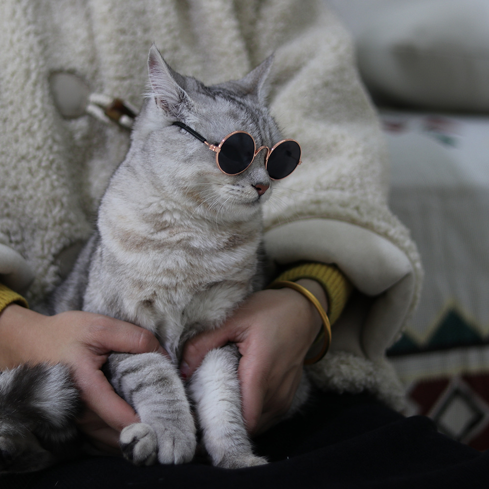 다묘집사 고양이 기본 안경 - 상세 이미지 3