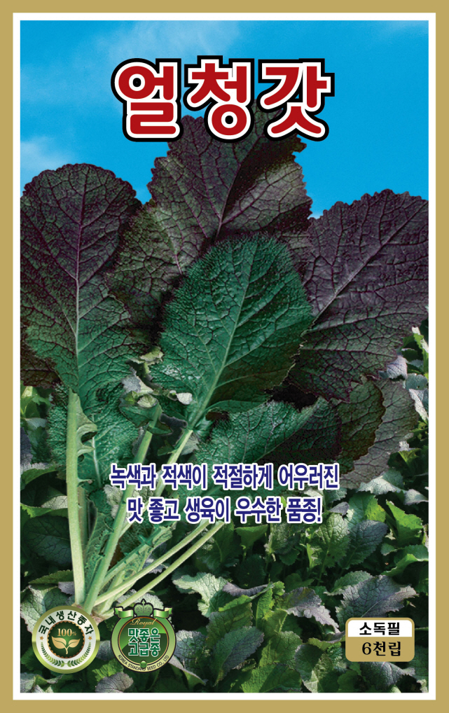 얼청갓 씨앗 종자 6000립 국내채종 갓 씨 - 상세 이미지 4