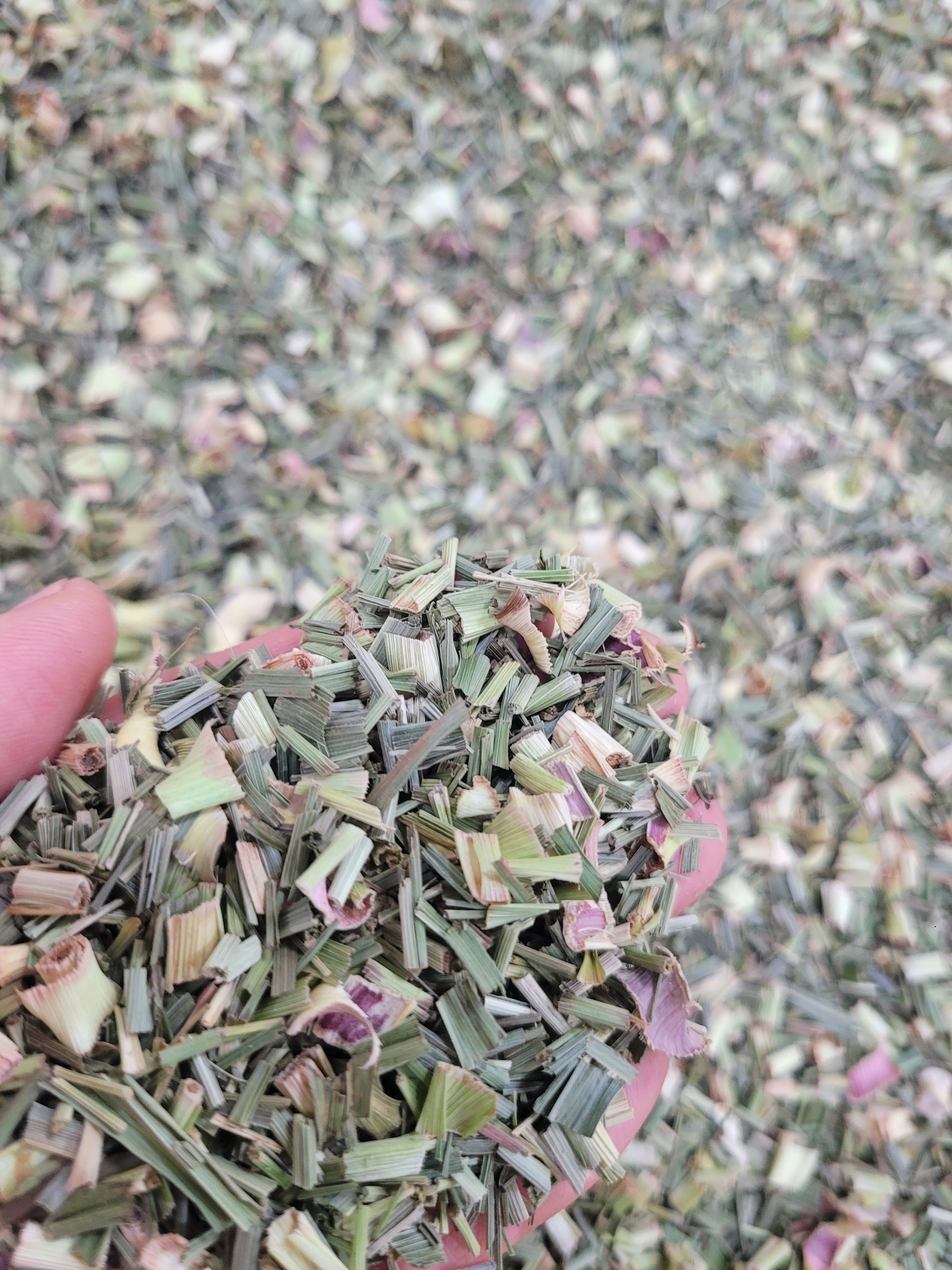 꽃차시대 레몬그라스 팩포장 50g - 상세 이미지 2