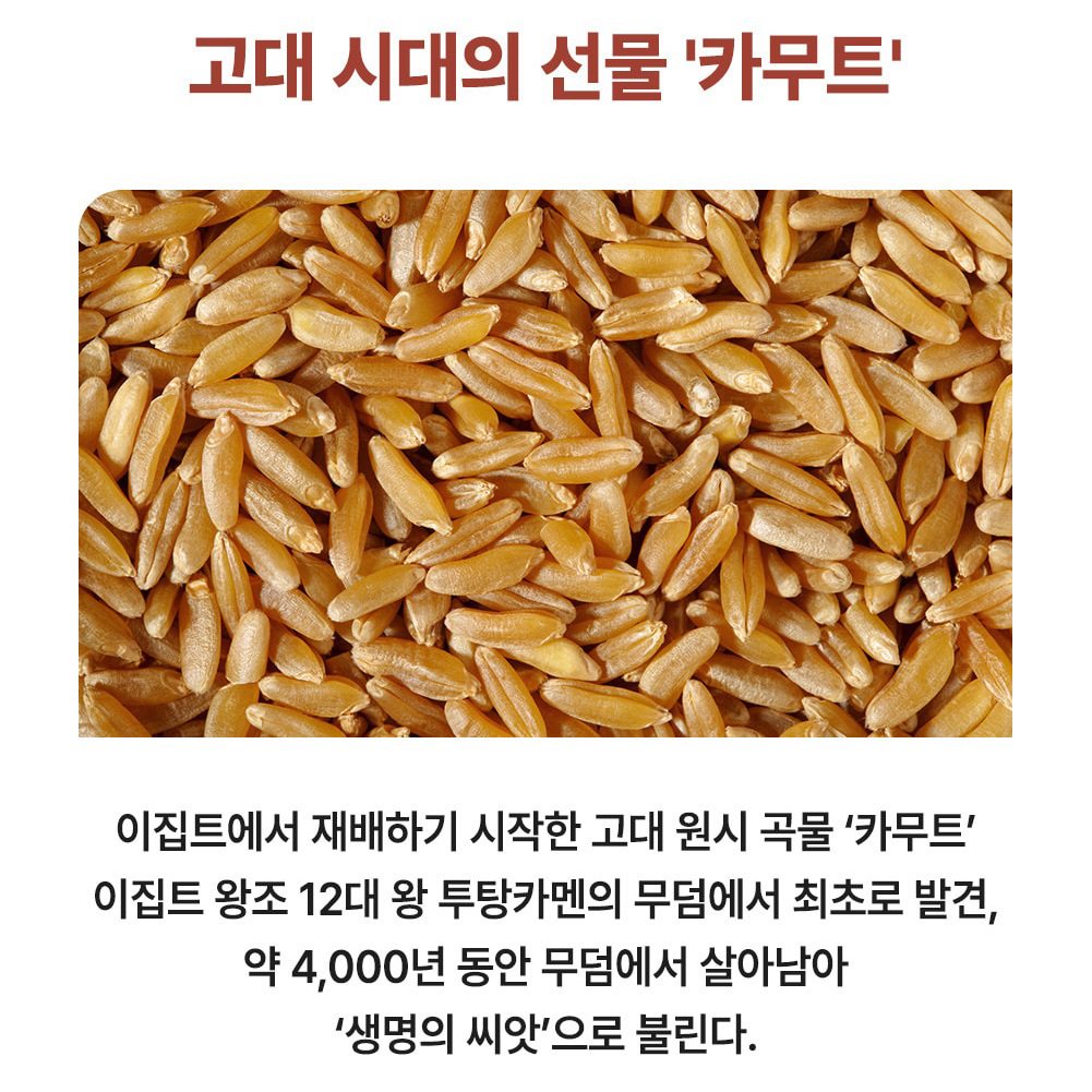 골드 카무트 효소 브랜드밀 역가수치높은 곡물 발효효소 분말 가루 스틱 고구마맛 - 상세 이미지 5