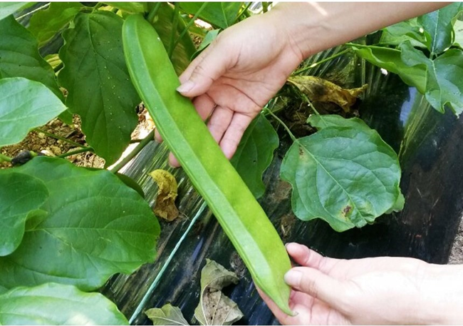 햇살아래 국산 대영원 볶은 작두콩차 70g 이미지 8