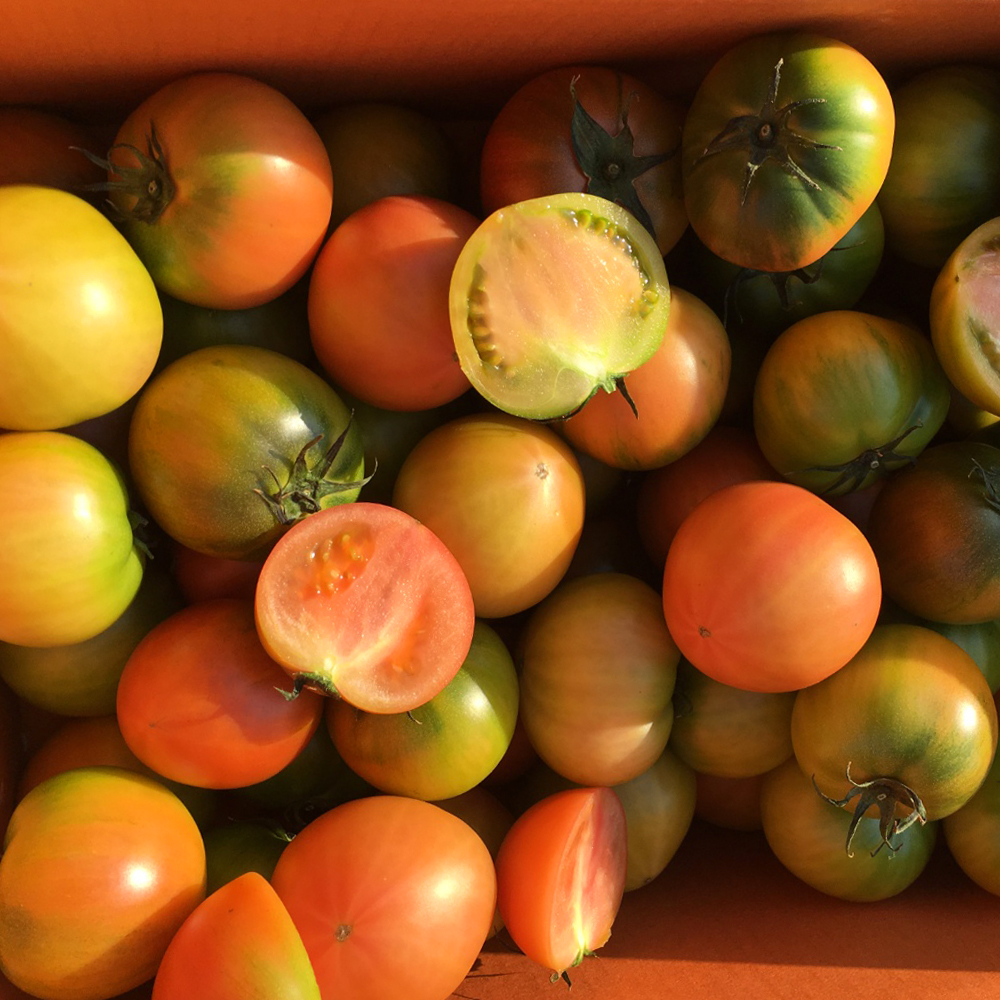 부산 대저토마토 짭짤이 토마토 소과 M 2s-3s 1kg