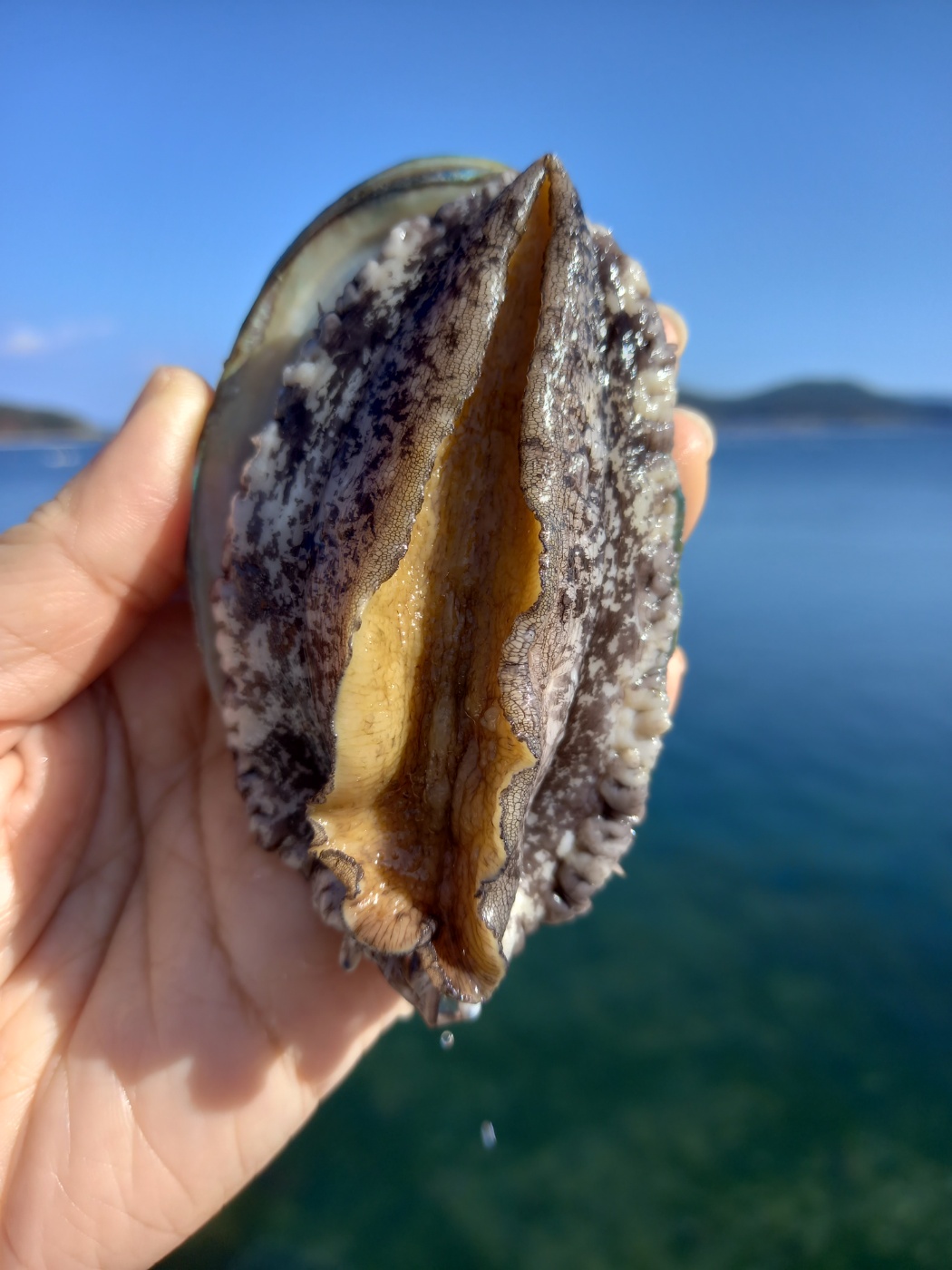 완도 활전복 500g,1kg 당일조업 산소포장