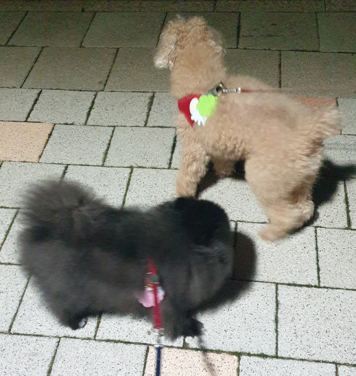[바른펫] 야광 실리콘 강아지 진드기 퇴치 목걸이 이미지 6