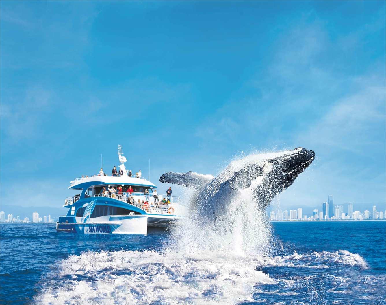 호주 골드 코스트 씨월드 크루즈를 타고 고래 구경하기[에코투어]