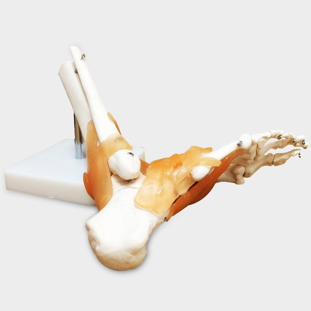 카르빈 발뼈모형 해부학 인체 근육 실습용 - 상세 이미지 4