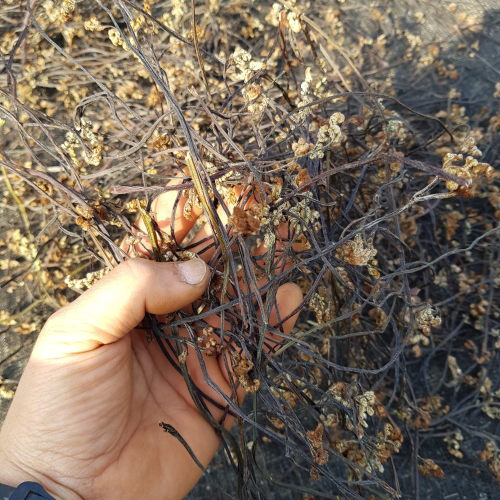 제주도 자연산 고사리 건조 말린 국산 햇고사리 100g - 메인 이미지
