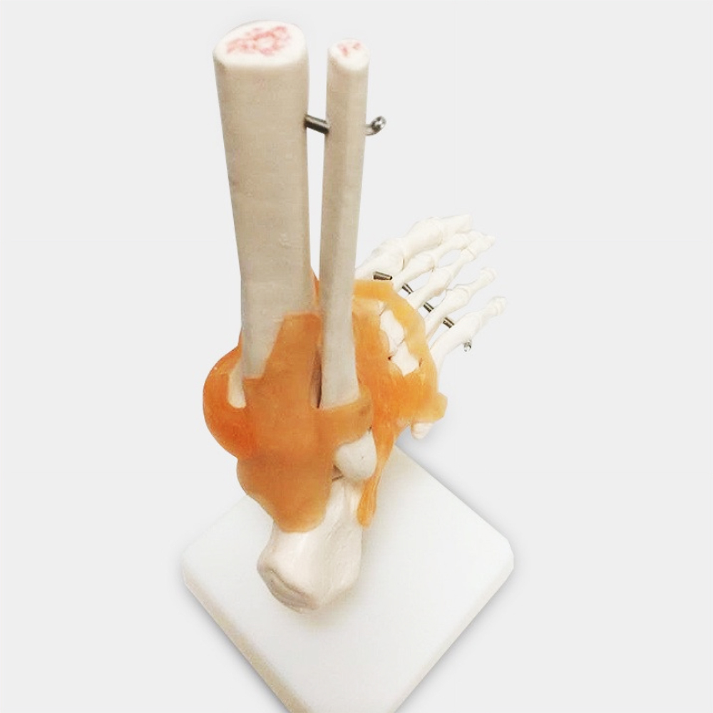 카르빈 발뼈모형 해부학 인체 근육 실습용 - 상세 이미지 5