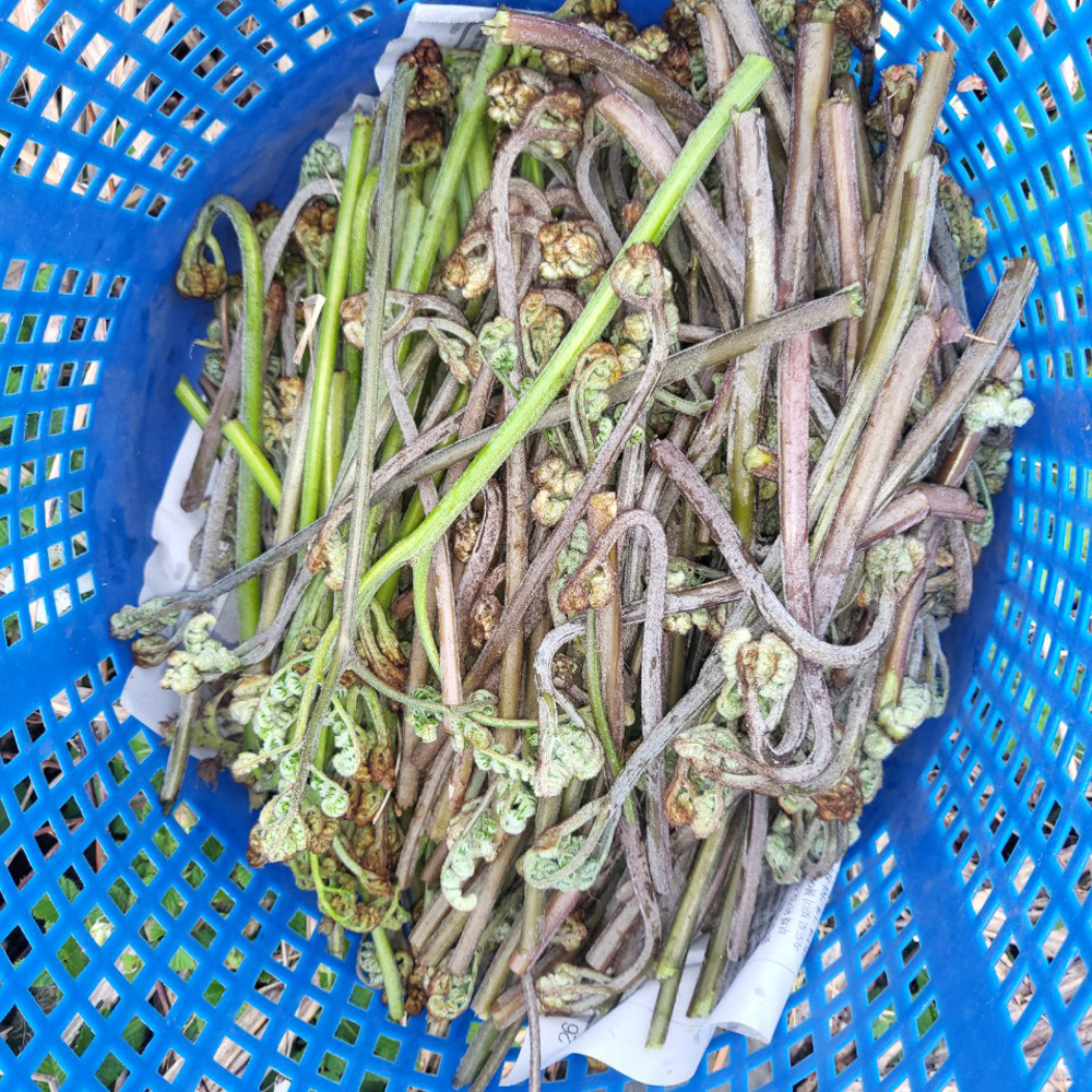 제주도 자연산 고사리 건조 말린 국산 햇고사리 100g - 상세 이미지 4