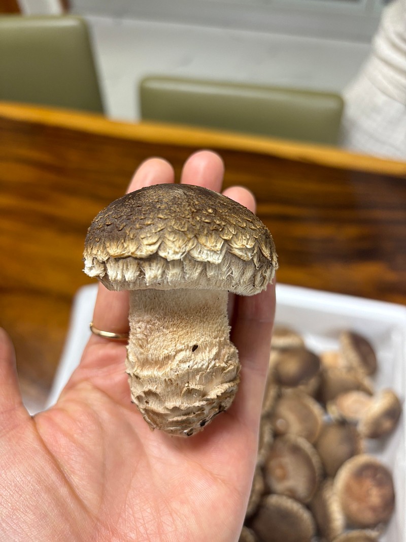 국내산 무농약 산지직송 송화버섯 가정용 선물용 500g 1kg - 상세 이미지 4