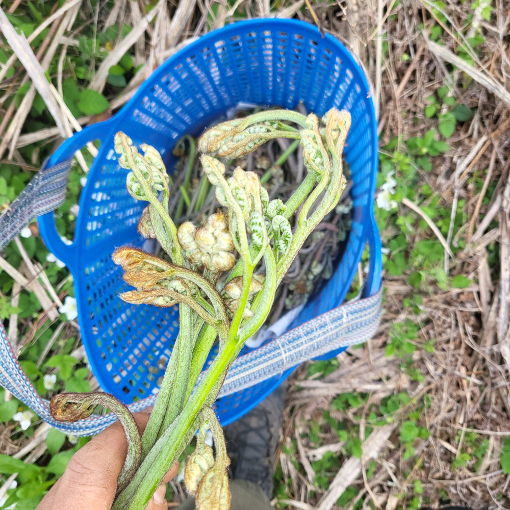 제주도 자연산 고사리 건조 말린 국산 햇고사리 100g - 상세 이미지 3
