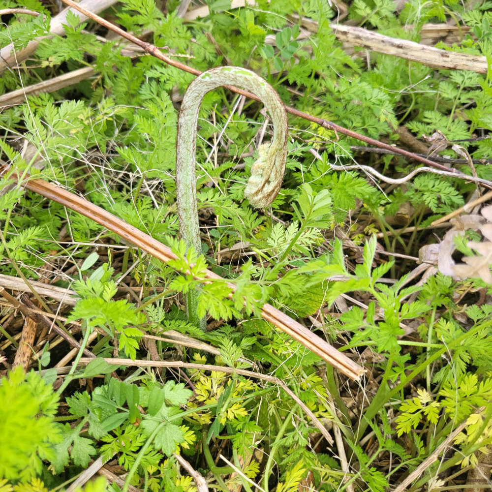 제주도 자연산 고사리 건조 말린 국산 햇고사리 100g - 상세 이미지 5