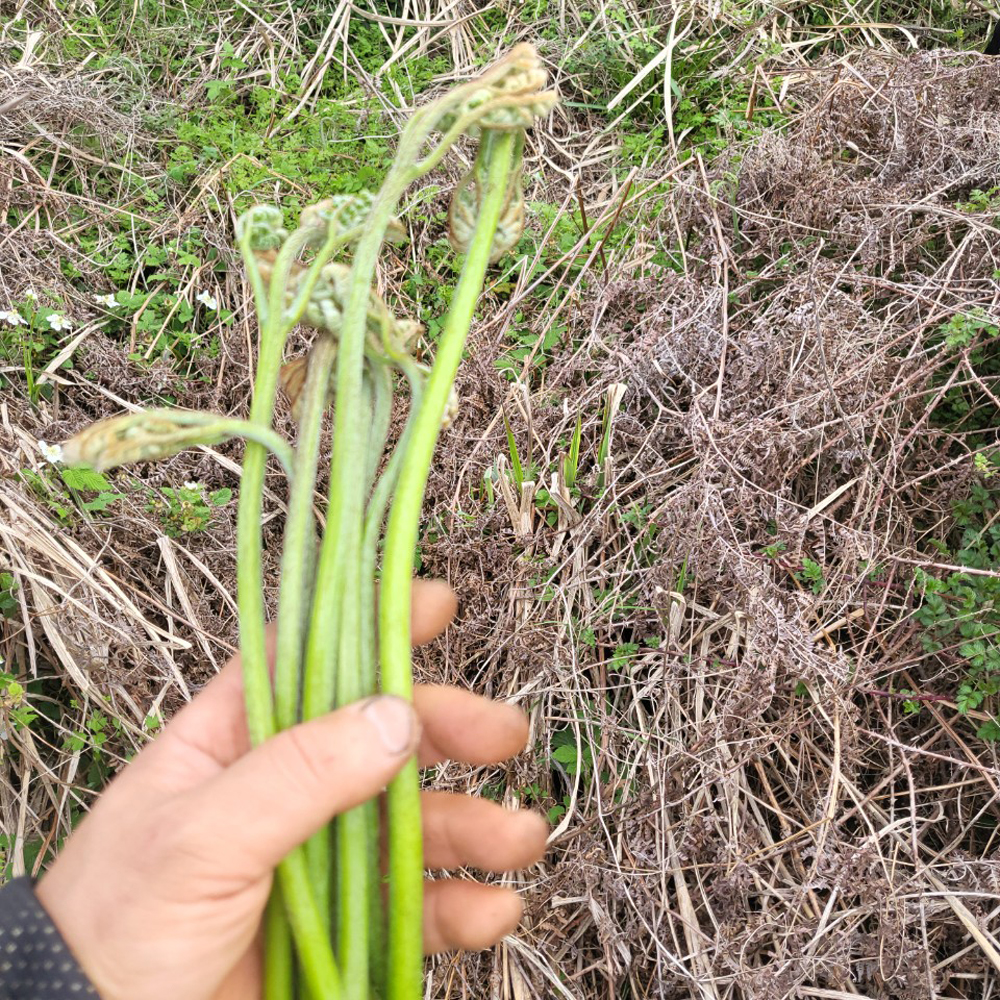 제주도 자연산 고사리 건조 말린 국산 햇고사리 100g - 상세 이미지 2