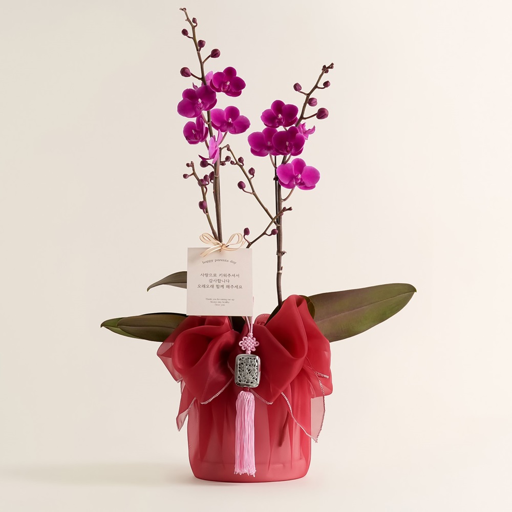 호접란 개업 난 꽃 축하 화분 승진 영전 배달 아바타 난초 카페 가게 오픈 개업식 선물