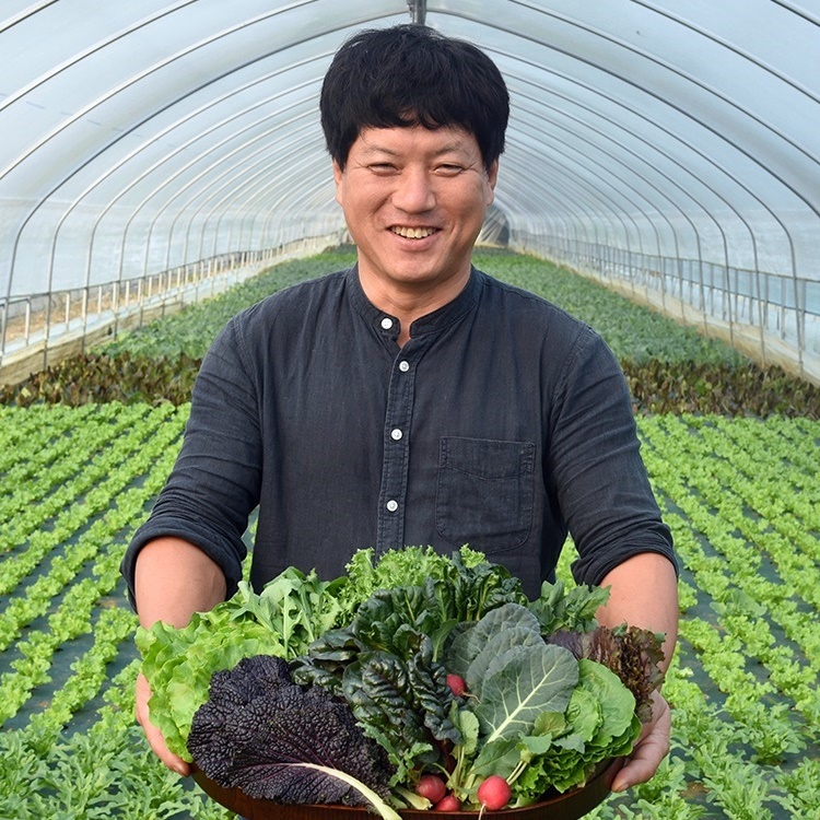 샐러드채소&쌈채소 600g 로메인 그린비타민 루꼴라 쌈야채 치커리 적근대 모듬쌈 - 상세 이미지 2