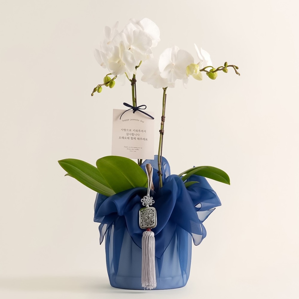 호접란 개업 난 꽃 축하 화분 승진 영전 배달 아바타 난초 카페 가게 오픈 개업식 선물