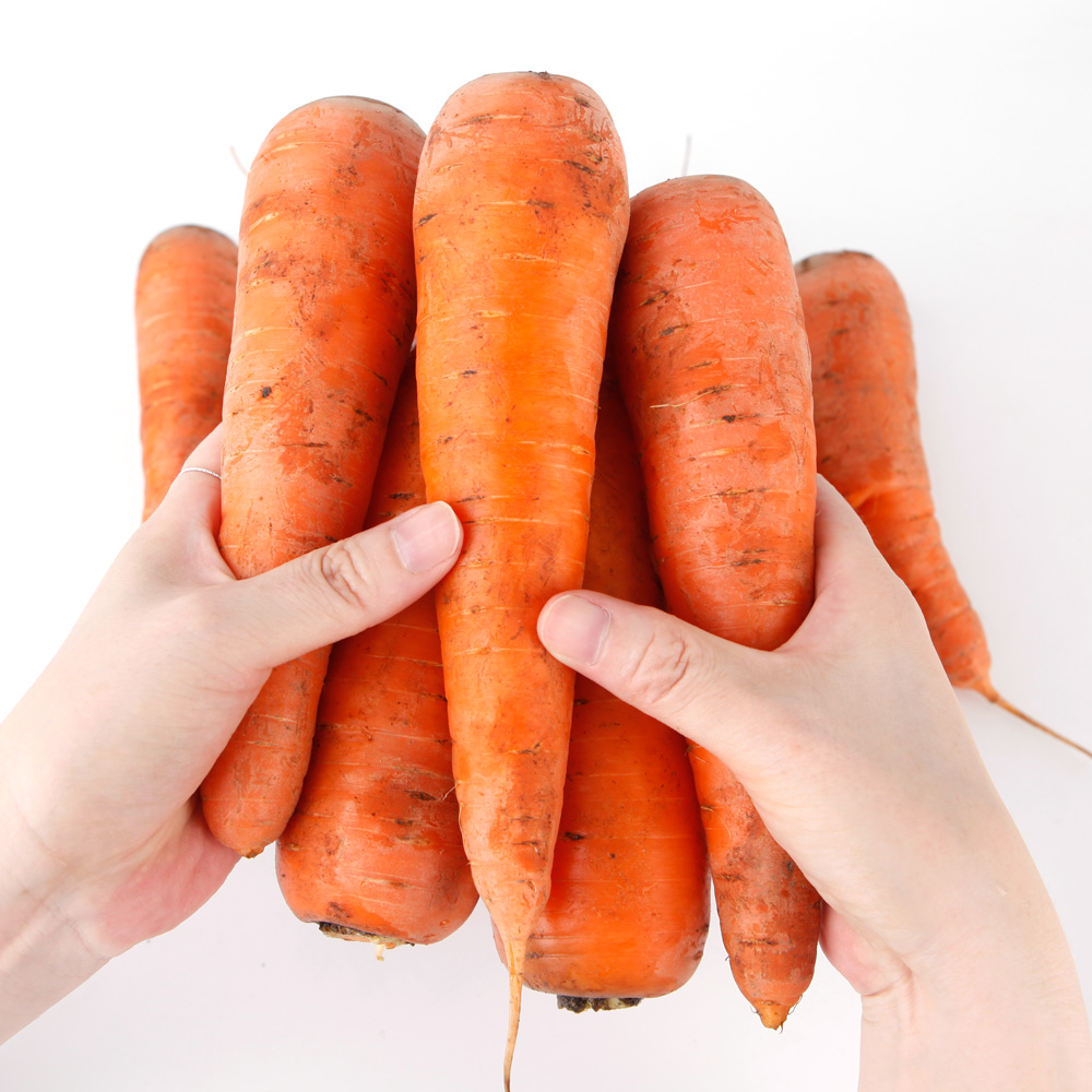 맛 좋은 하우스 햇 당근 주스 흙 햇 당근 국내산 경남 밀양 산지직송