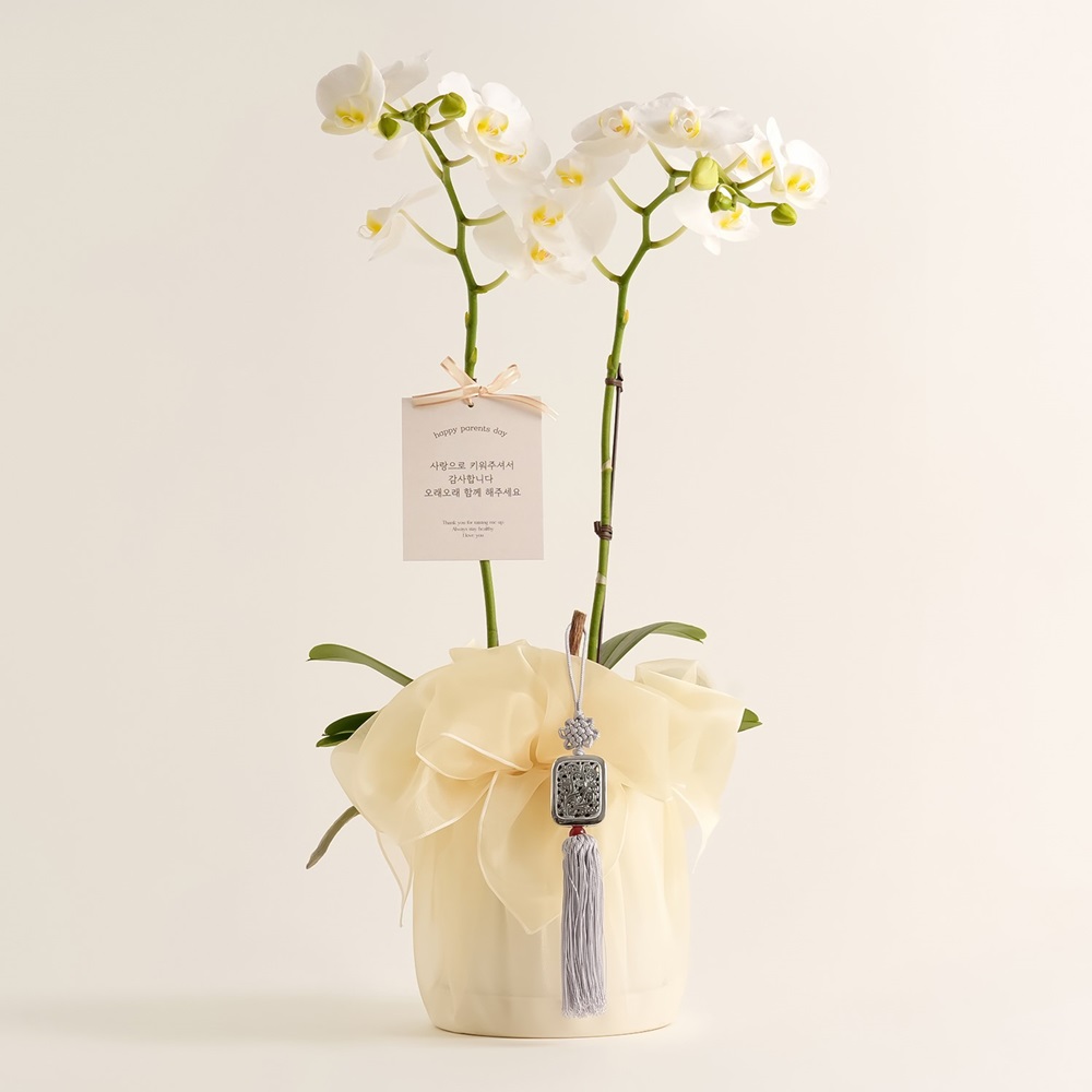 호접란 개업 난 꽃 축하 화분 승진 영전 배달 아바타 난초 카페 가게 오픈 개업식 선물