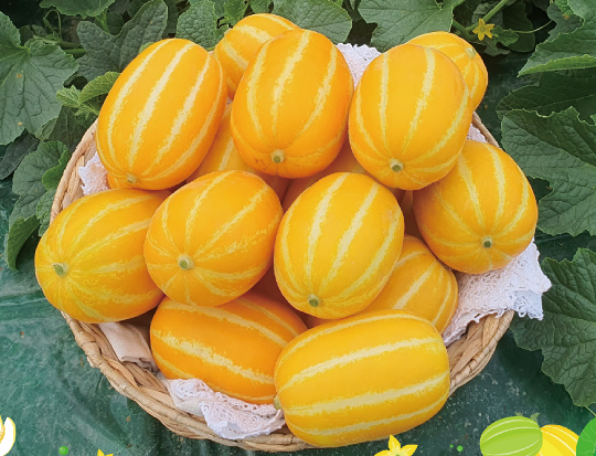 성주 아삭아삭 달콤한 꿀참외 (정품) : 서농상점