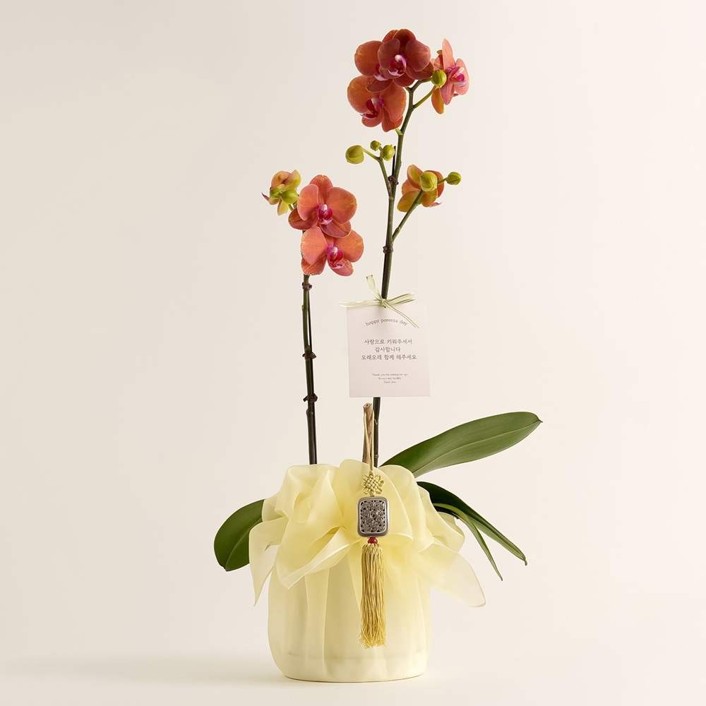 호접란 개업 난 꽃 축하 화분 승진 영전 배달 아바타 난초 카페 가게 오픈 개업식 선물