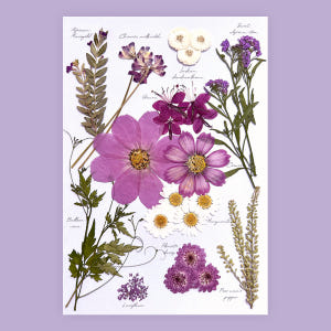 [프레스코21] 압화 꽃 꽃송이 레터링시리즈 오렌지마말레이드 실사용 후기 | 효과 있을까? - 상품 이미지 3