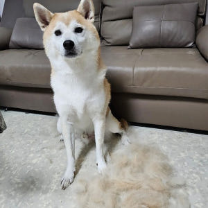 강아지 털갈이 빗 디디브러쉬 고양이 대형견 브러쉬 죽은털 엉킨털 S 솔직 후기 | 실제 사용자 리뷰 총정리 - 상품 이미지 3