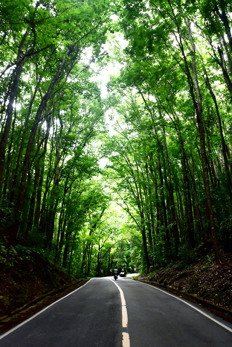보홀 육상투어 단독차량 초콜릿힐 안경원숭이 로복강