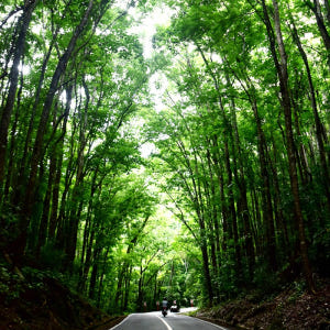 보홀 육상투어 단독차량 초콜릿힐 안경원숭이 로복강 차량 렌트 솔직 후기 | 실사용자 리뷰 분석 - 상품 이미지 4