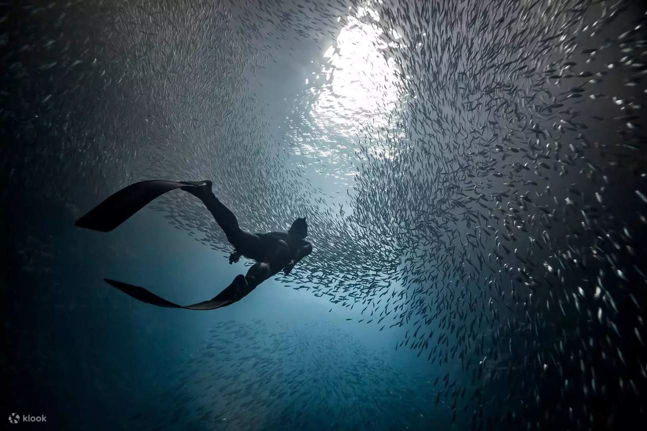 보홀 발리카삭 나팔링 투어 단독 스노쿨링 수중촬영 픽드랍 조식 전담가이드