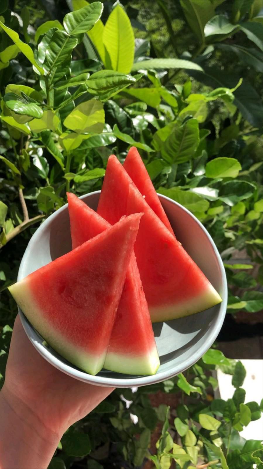 고당도 수박 씨없는 흑수박 줄무늬수박 꿀 하우스 당도선별 이미지 3