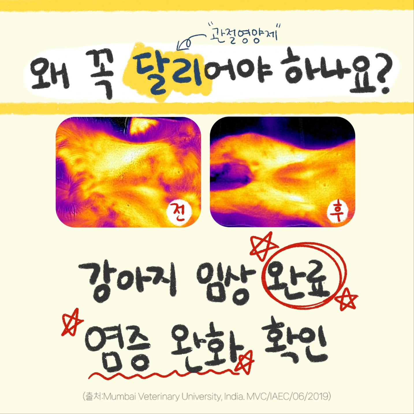 강아지 영양제 관절 터마신 달리 메이드인랩 100개입, 4개