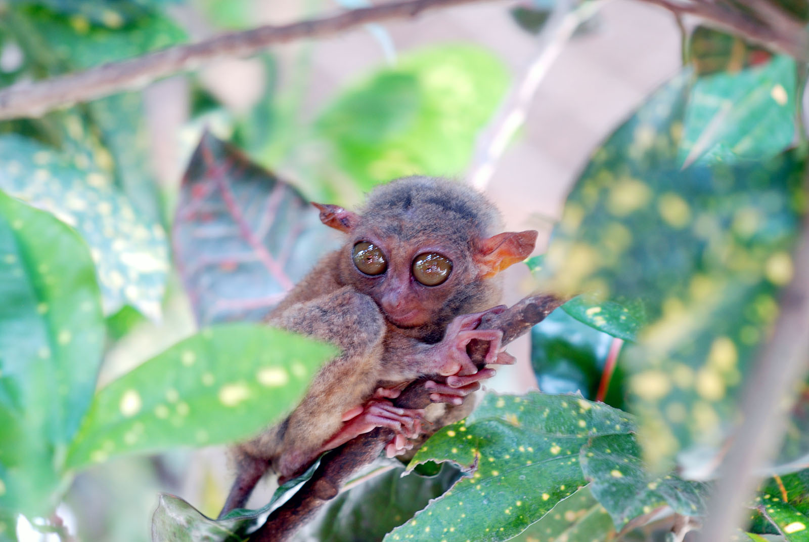 보홀 육상투어 단독차량 초콜릿힐 안경원숭이 로복강