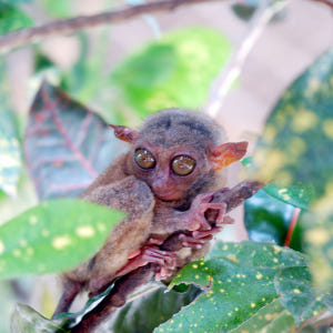 보홀 육상투어 단독차량 초콜릿힐 안경원숭이 로복강 차량 렌트 솔직 후기 | 실사용자 리뷰 분석 - 상품 이미지 3