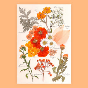 [프레스코21] 압화 꽃 꽃송이 레터링시리즈 오렌지마말레이드 실사용 후기 | 효과 있을까? - 상품 이미지 1