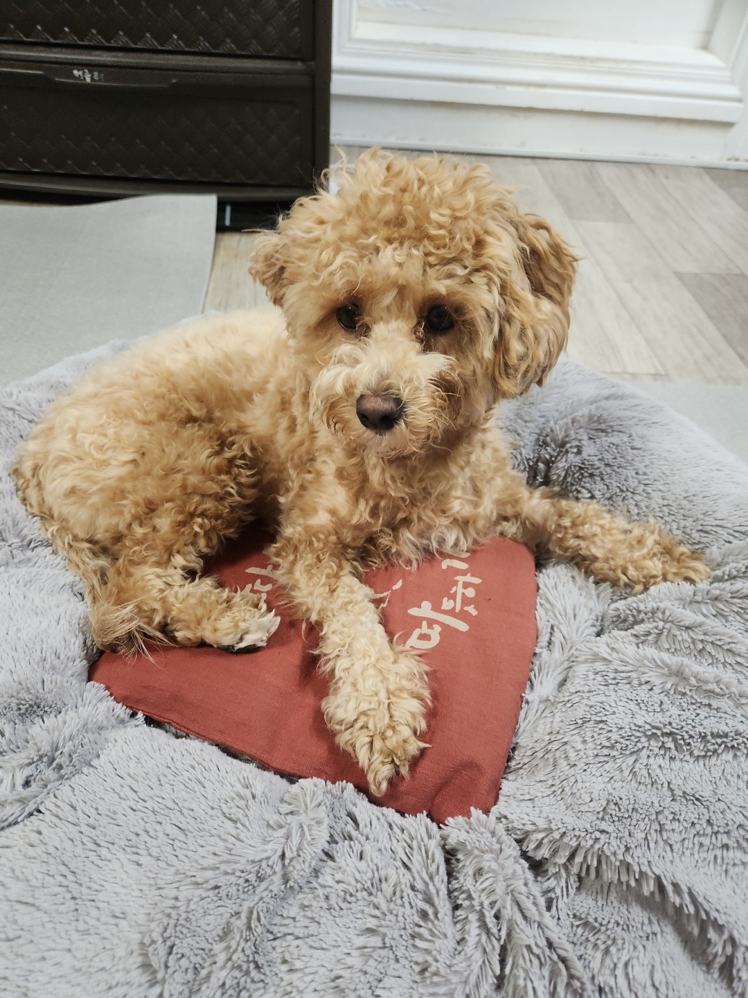들꽃잠 강아지 고양이 온열팩 따뜻하개냥 팥찜질팩 - 상세 이미지 4