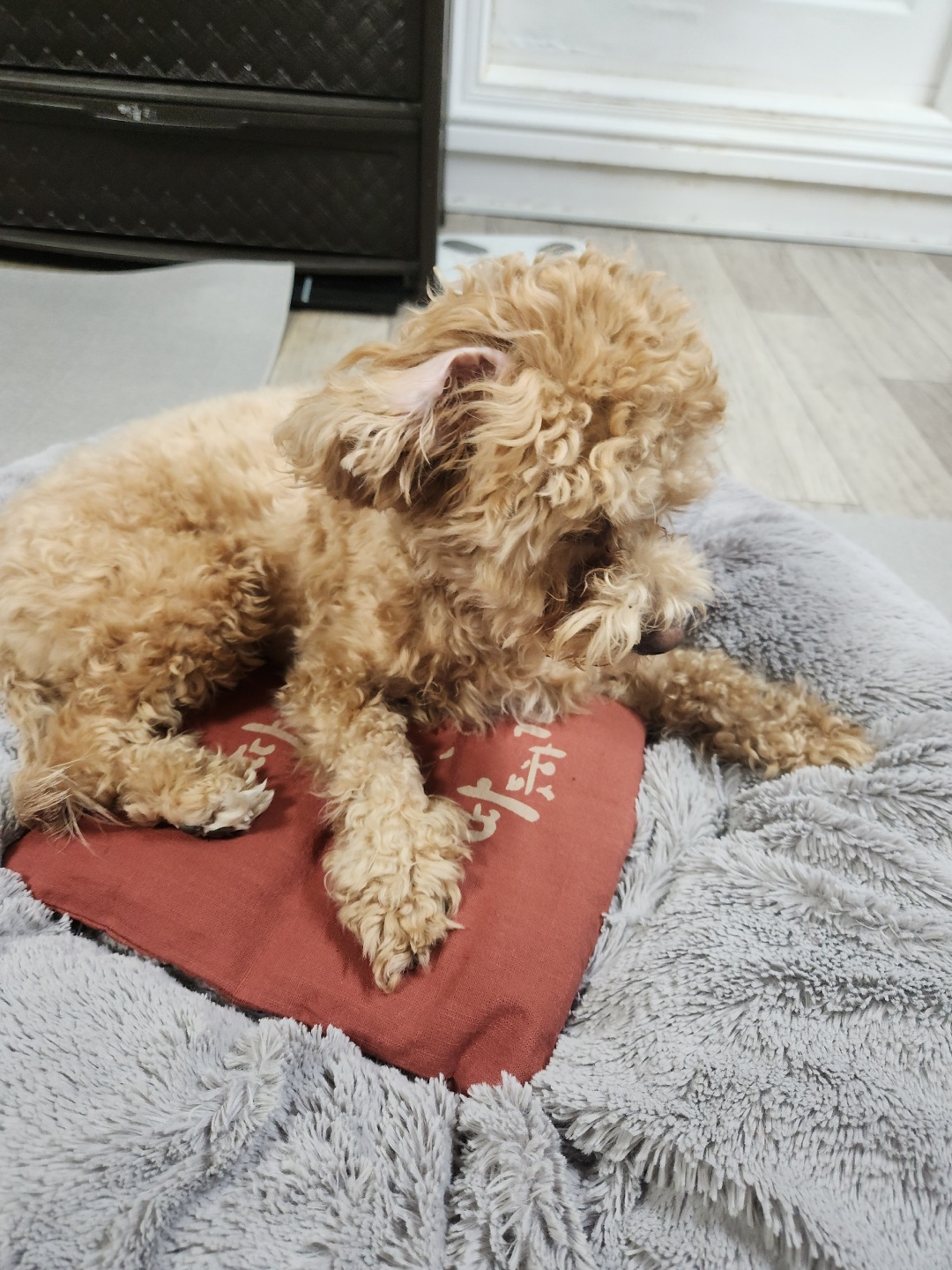 들꽃잠 강아지 고양이 온열팩 따뜻하개냥 팥찜질팩 이미지 6