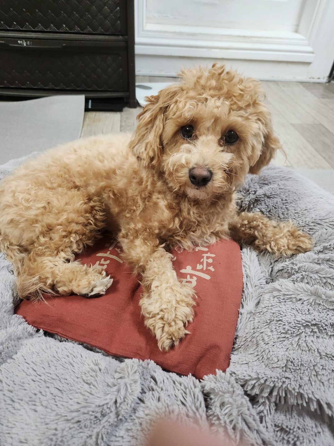 들꽃잠 강아지 고양이 온열팩 따뜻하개냥 팥찜질팩 이미지 7