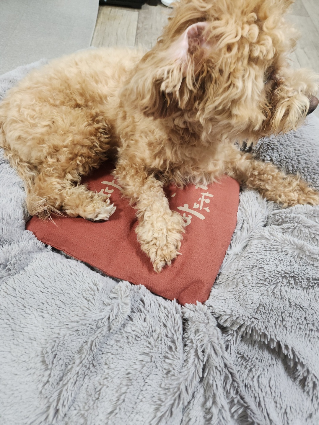 들꽃잠 강아지 고양이 온열팩 따뜻하개냥 팥찜질팩 - 상세 이미지 5