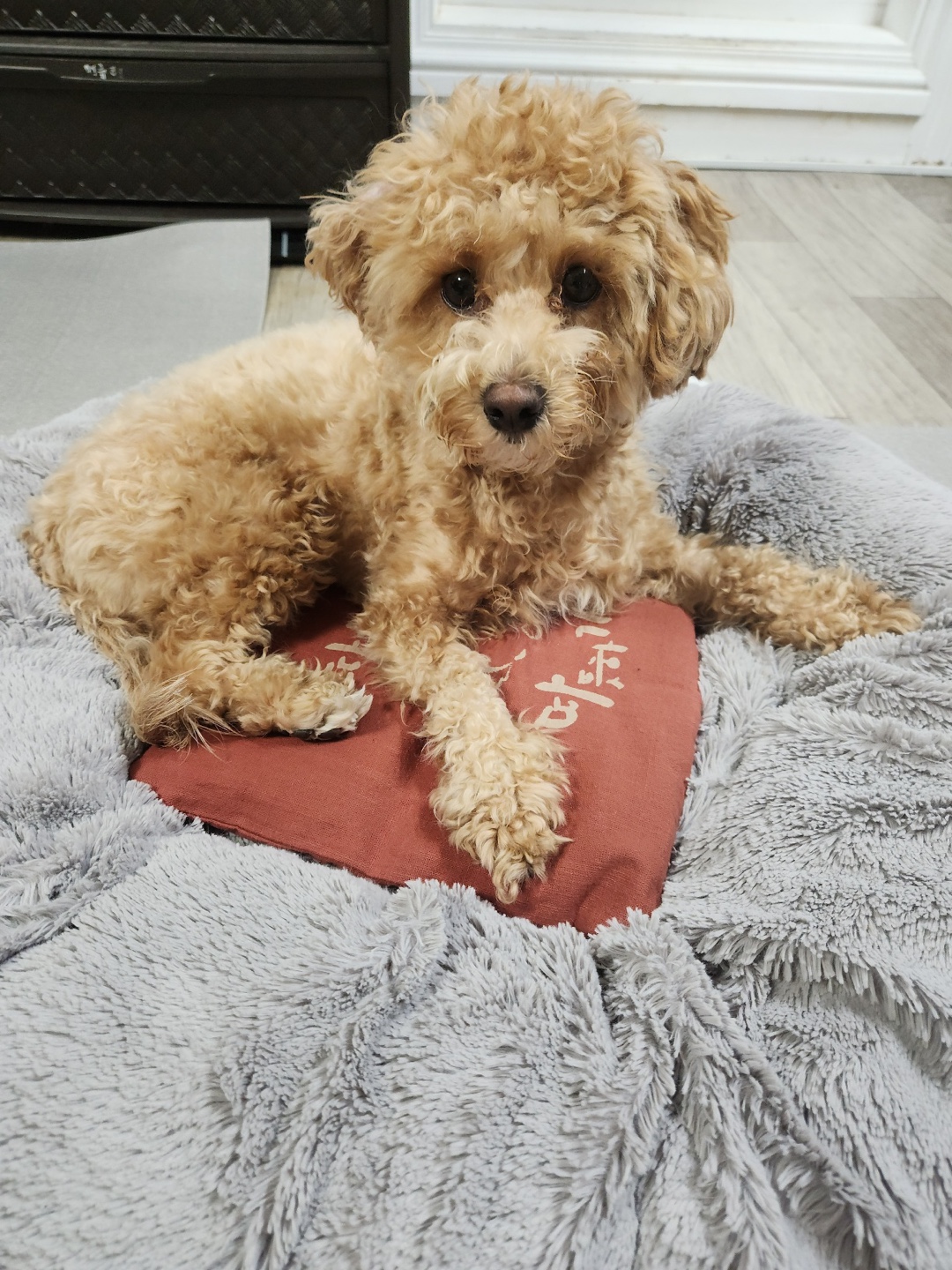 들꽃잠 강아지 고양이 온열팩 따뜻하개냥 팥찜질팩 - 상세 이미지 3