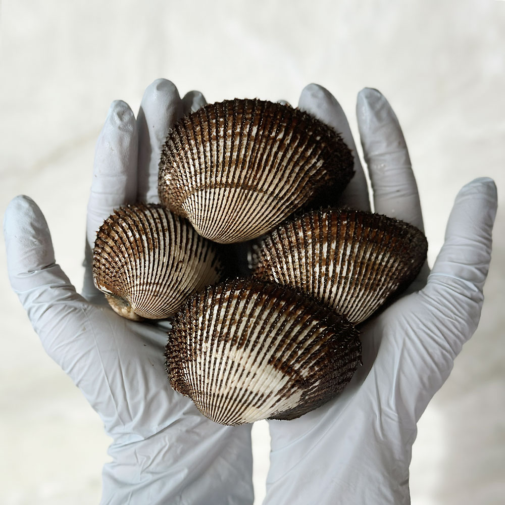 반도수산 국내산 피꼬막 새꼬막 특품 1kg