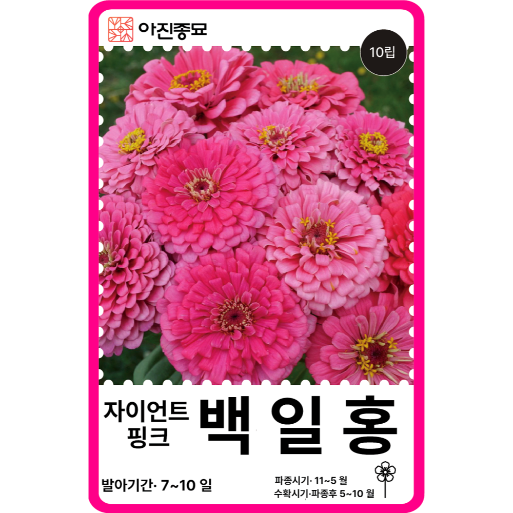 백일홍 씨앗 100립 / 백일홍 15색상 엘레강스 혼합 꽃씨 몰 봄꽃씨 절화용 야생화 - 상세 이미지 5