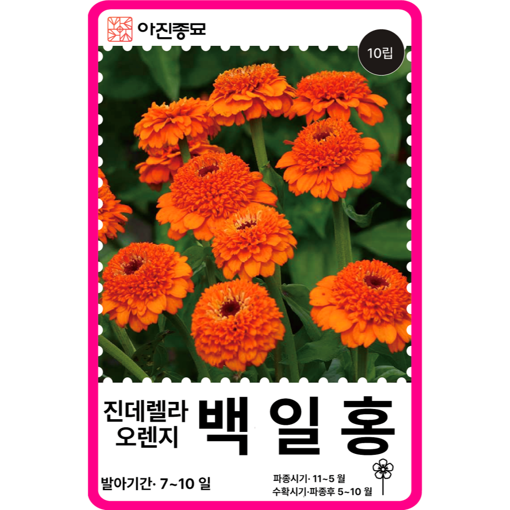백일홍 씨앗 100립 / 백일홍 15색상 엘레강스 혼합 꽃씨 몰 봄꽃씨 절화용 야생화 - 상세 이미지 2