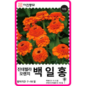 백일홍 씨앗 100립 / 백일홍 15색상 엘레강스 혼합 꽃씨 몰 봄꽃씨 ... 실사용 후기 | 효과 있을까? - 상품 이미지 2